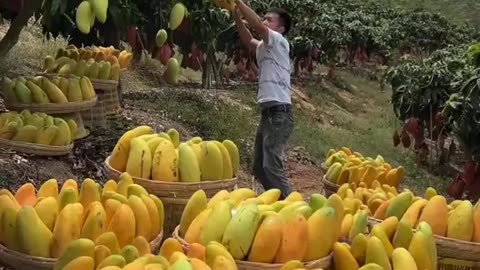 Mangoes of china