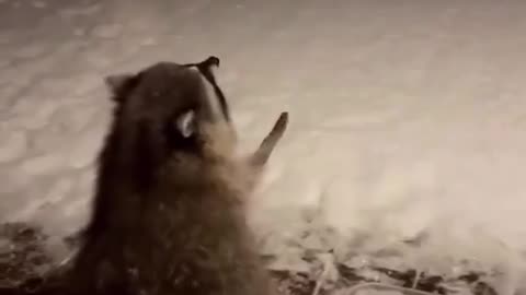 raccoon catching snowflakes