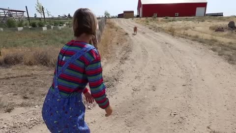 Rubber Ducky Surprises Puppy & Vampire with Car Ride Chase!