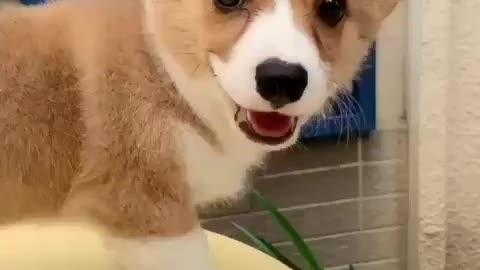 Cute Corgi is Showing His Skills💯😂❤🐶| Must Watch!!!