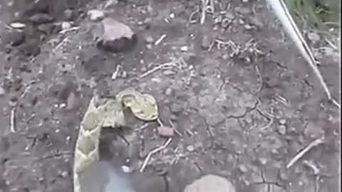 Dead Rattlesnake Bites Man #shorts #shortvideo #video #virals #videoviral