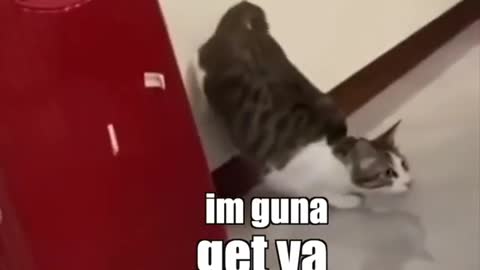 A cat playing crazy and very funny with another cat