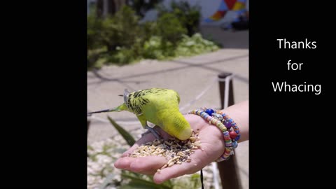 Cute Bird & animals