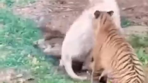 Lion vs tiger who wins...