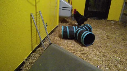 Rescued Carnival Rooster Plays With Cat Tunnel