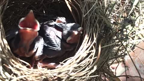 Amazing hungry babybirds