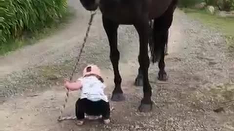 Little girl leads horse| Animals Video