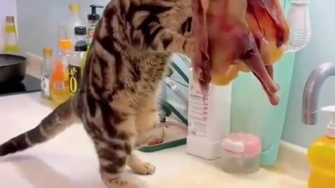 Funniest Videos 2023 😂 Funny Cats 🐱 #cute #cat #short