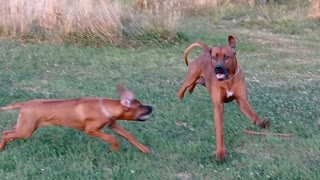 The Absolute Joy of Rhodesian Ridgebacks Playing Tag