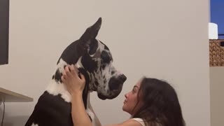 A Dog Owner Gives Her Great Dane A Hug