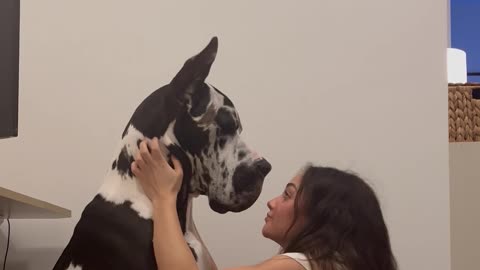 A Dog Owner Gives Her Great Dane A Hug