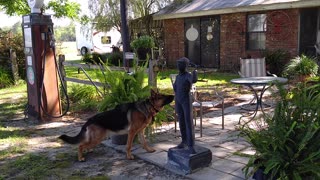 Jules nervous and wondering what the statue could be German Shepherd - Follow Puppies coming soon