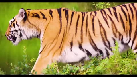 Wildlife Video | Animals Video | Animals compilation | Forest Animals Video | Wild Animals Nature