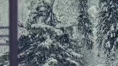 "Winter Wonderland" or "Umbrella Tree in the Snow"