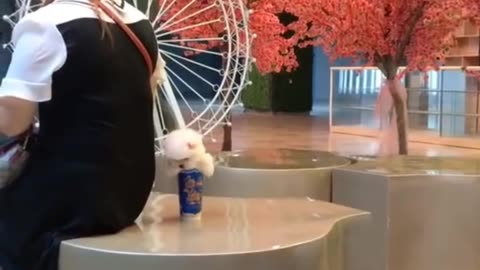 Chó Phốc Sóc Mini 😍 Funny and Cute Pomeranian