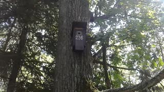 Birdhouse in the forest and blueberry