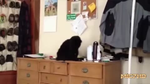 cat dancing