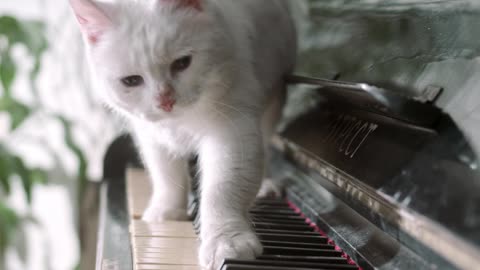 cat on top piano