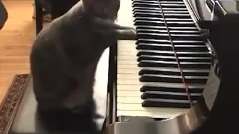 Just a cute cat playing piano