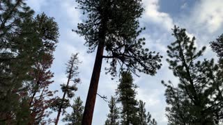 Pondering Ponderosas – Ochoco National Forest – Central Oregon – 4K