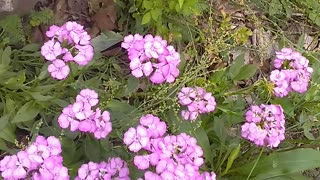 Sweet William