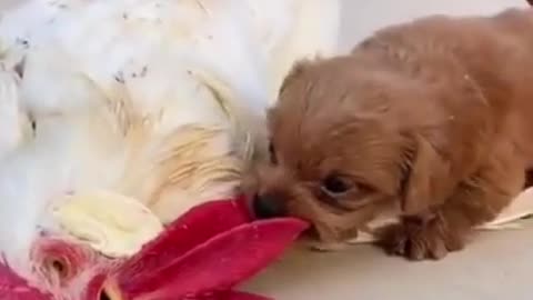 Top Funny 5 Cute Dog Videos and TIKTOK Compilation #short