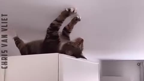 Funny Cat Videos - Funny Animal Videos