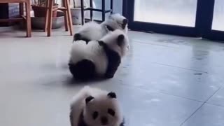 Panda dogs? 😍😍