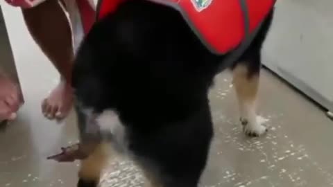 Dog dancing for music