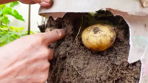 [2023-04-17] Try this Potato growing method now, you'll never have to buy Potatoes again