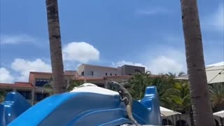 Adventurous Iguana Takes a Ride Down Water Slide