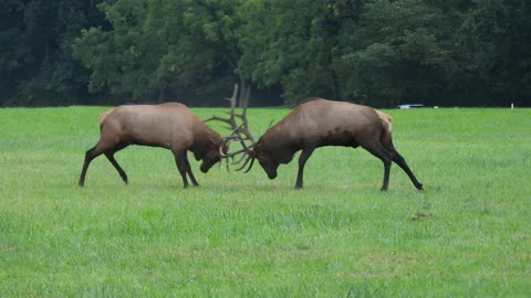 Elk Spar During a Rut