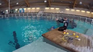 Best Dolphin Training Video 2022
