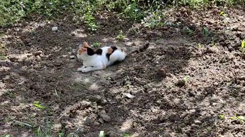 A street cat caught a lizard in a bush and ate it.