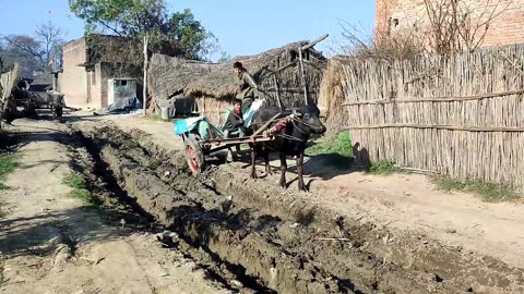 Daily Routine In Uttar Pradesh India | Rural Life India | Natural Life Style In UP Farmer