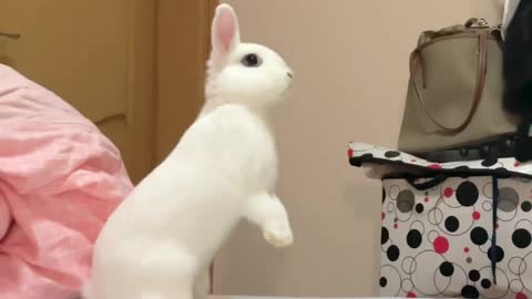 Animal collection, the rabbit is too excited