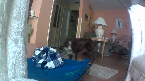 Smart Border Collie Found Out About The Hidden Security Camera