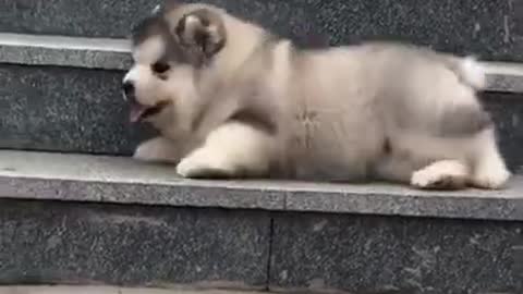 Baby dog look so cute and funny