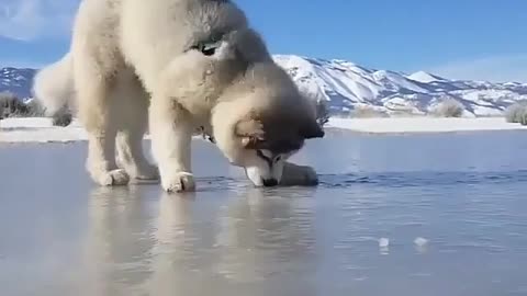 What husky searching?husky funny video