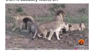 Animal: Lions fight and the prey walks away