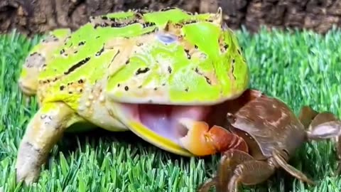 FROG AND CRAB