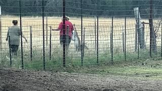 Buck Gets Rescued From the Fence