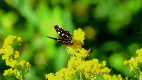 Butterfly,Butterfly video,Animal,Animal video