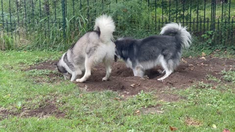Synchronized Husky digging
