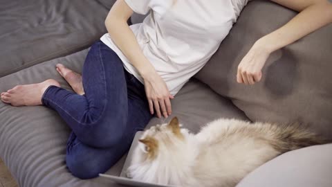 Unrecognizable girl want to work on laptop, but cat is disturbing her laying on keyboard