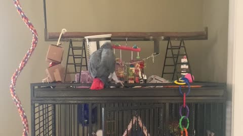 Talking Parrot Tells Cat to Quiet Down