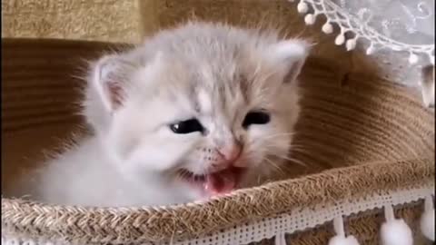 The newborn kitten is really cute