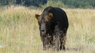 Huge Alaska Brown Bear approaching our group in Katmai National Park, Alaska