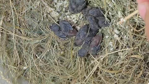 Baby Birds Rescued From Fallen Nest