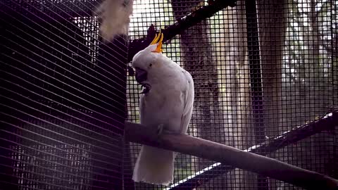 Cockatoo Bird Pen Cage Footage Zoo Animal